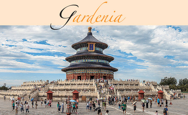 Cina - Gardenia